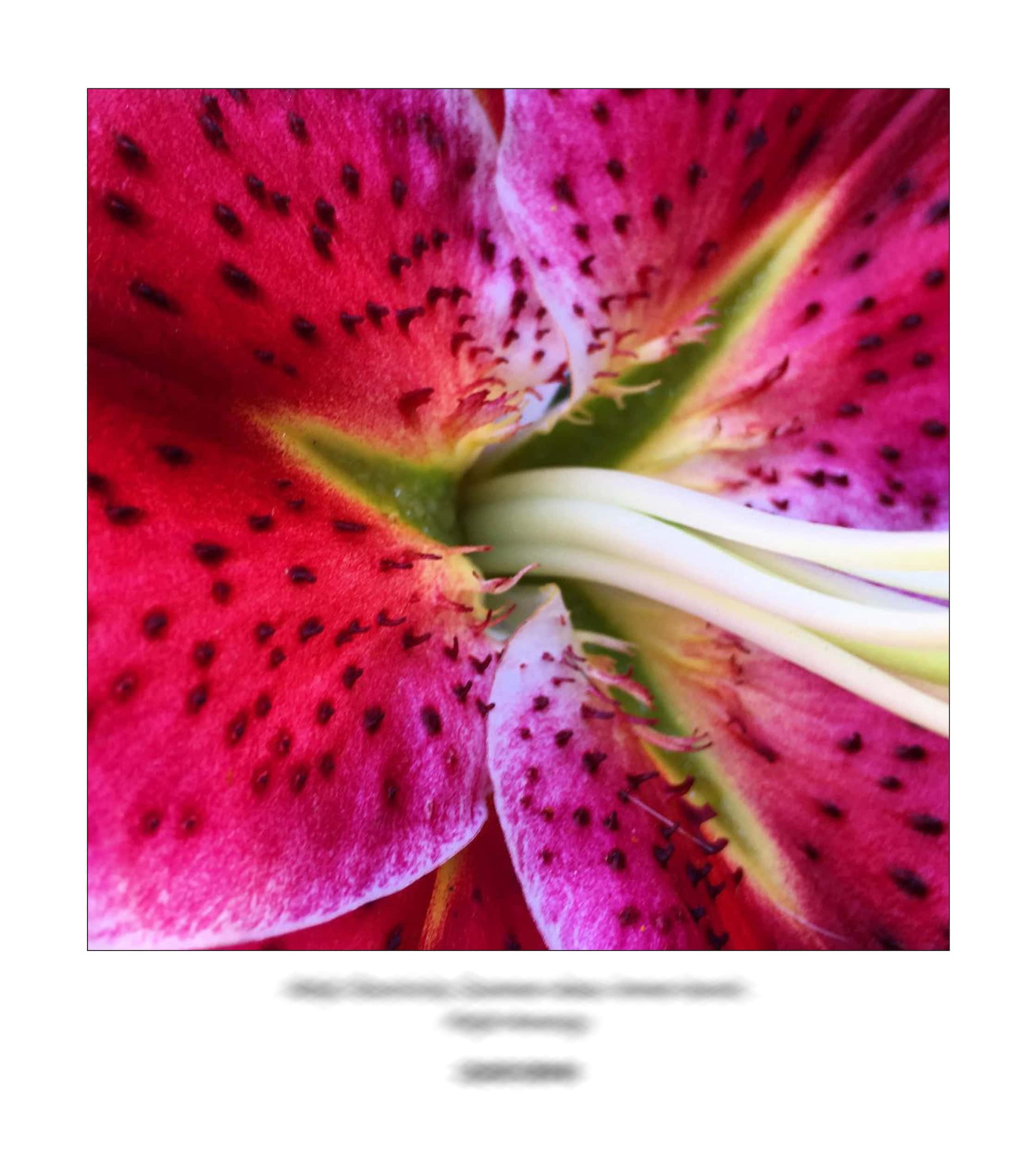 KAI – 2018 – The Instagram Years – www.illustration.world