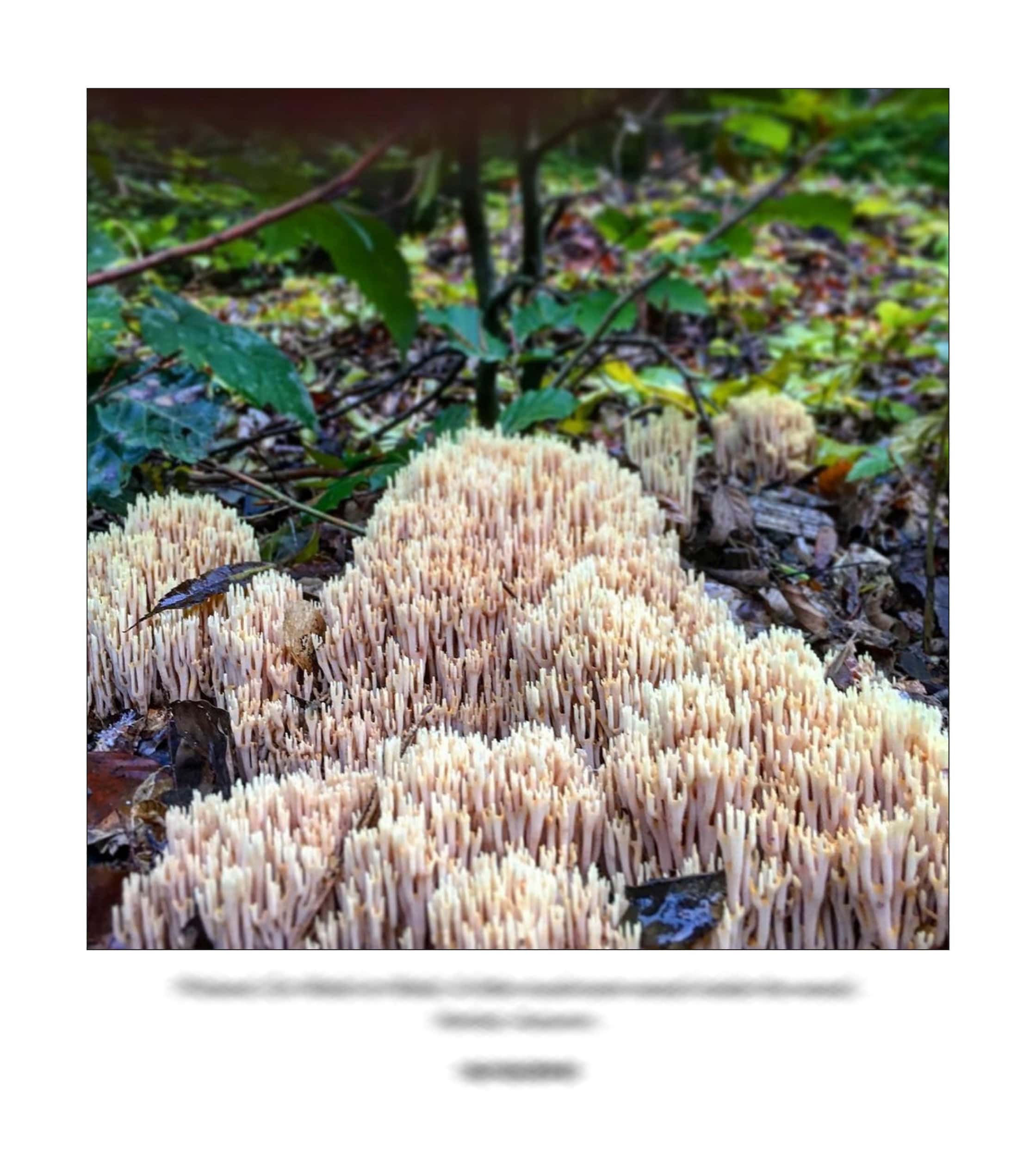 KAI – 2018 – The Instagram Years – www.illustration.world